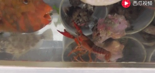 魚化龍雕刻圖：魚缸養小龍蝦的注意事項