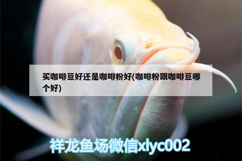 買(mǎi)咖啡豆好還是咖啡粉好(咖啡粉跟咖啡豆哪個(gè)好)