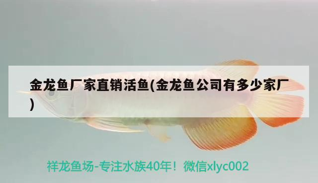 可以把飼料魚(yú)和龍魚(yú)養(yǎng)一起(龍魚(yú)不能和什么魚(yú)一起養(yǎng))