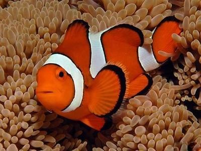 如何讓紅龍魚后三鰭更大：如何讓紅龍魚的后三鰭生長得更大