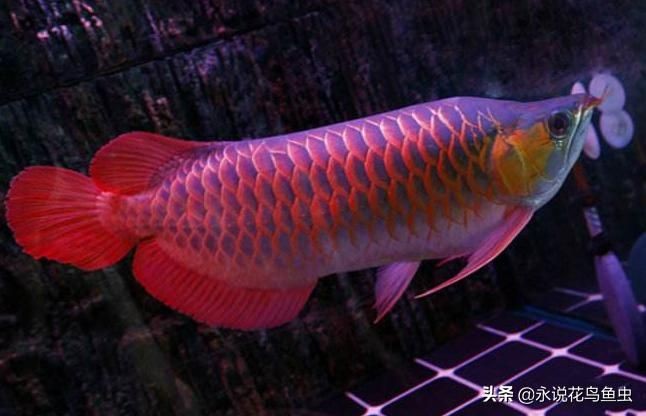 如何讓紅龍魚后三鰭更大：如何讓紅龍魚的后三鰭生長得更大