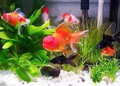 5條小金魚需要多大的魚缸：養5條小金魚需要多大的魚缸