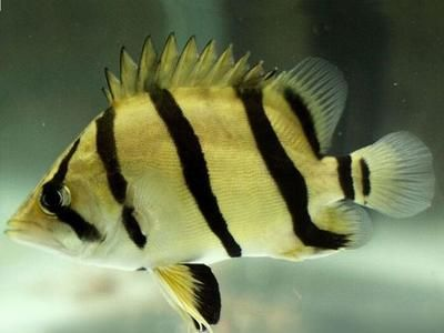 泰北虎魚和泰虎的區別：泰北虎魚和泰虎是兩種不同的虎魚品種，泰北虎魚和泰虎的區別