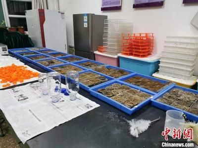 超白魚缸角磕破了還能用嗎：超白魚缸角磕破后的使用安全性取決于多種因素進入