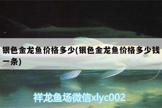 銀色金龍魚價格多少(銀色金龍魚價格多少錢一條) 銀色金龍魚價格多少(銀色金龍魚價格多少錢一條) 魚缸百科