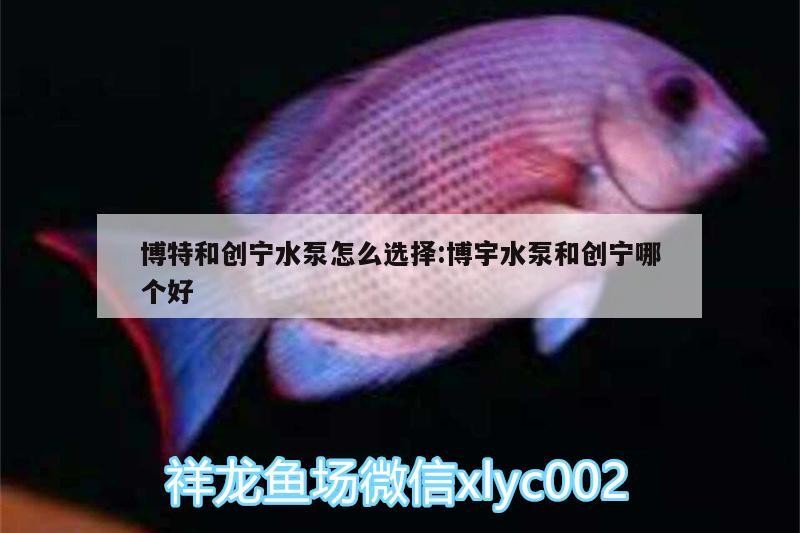 博特和創寧水泵怎么選擇:博宇水泵和創寧哪個好