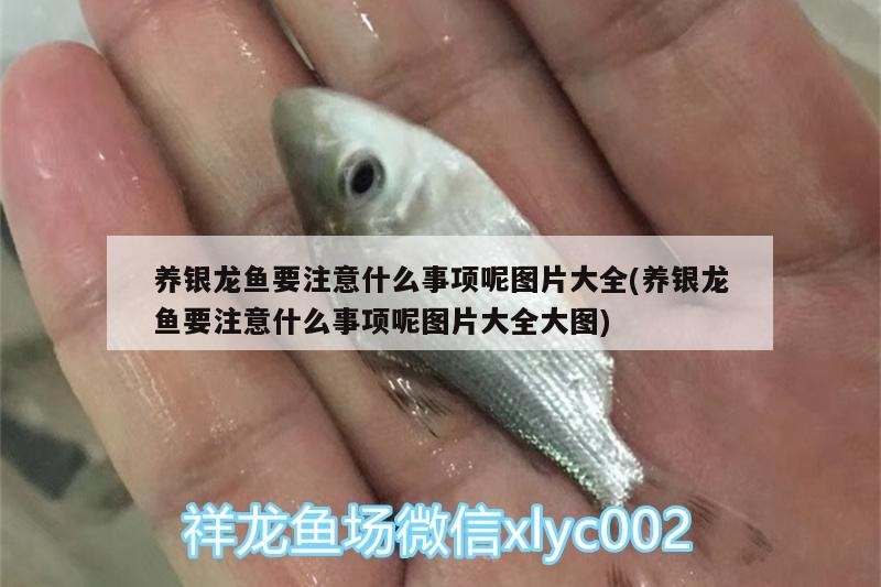 養銀龍魚要注意什么事項呢圖片大全(養銀龍魚要注意什么事項呢圖片大全大圖) 養銀龍魚要注意什么事項呢圖片大全(養銀龍魚要注意什么事項呢圖片大全大圖) 銀龍魚百科