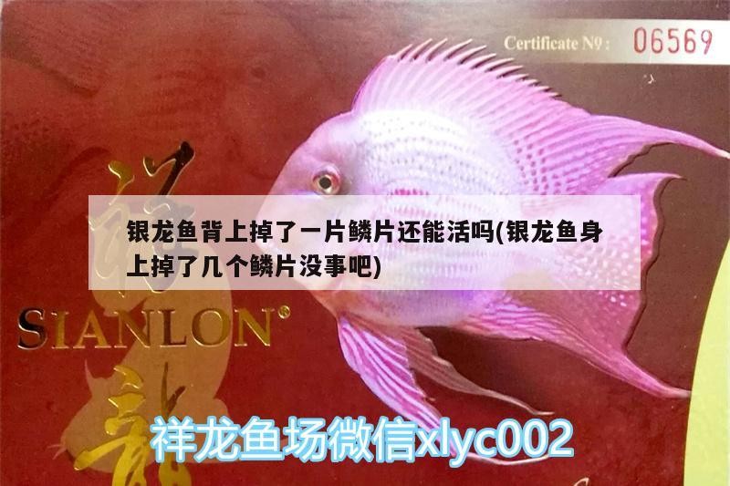 銀龍魚背上掉了一片鱗片還能活嗎(銀龍魚身上掉了幾個鱗片沒事吧) 銀龍魚背上掉了一片鱗片還能活嗎(銀龍魚身上掉了幾個鱗片沒事吧) 銀龍魚百科