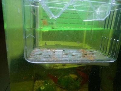 大魚(yú)水族魚(yú)缸怎么養(yǎng)活的：養(yǎng)活大魚(yú)缸中的水族魚(yú)需要一系列的步驟和注意事項(xiàng)
