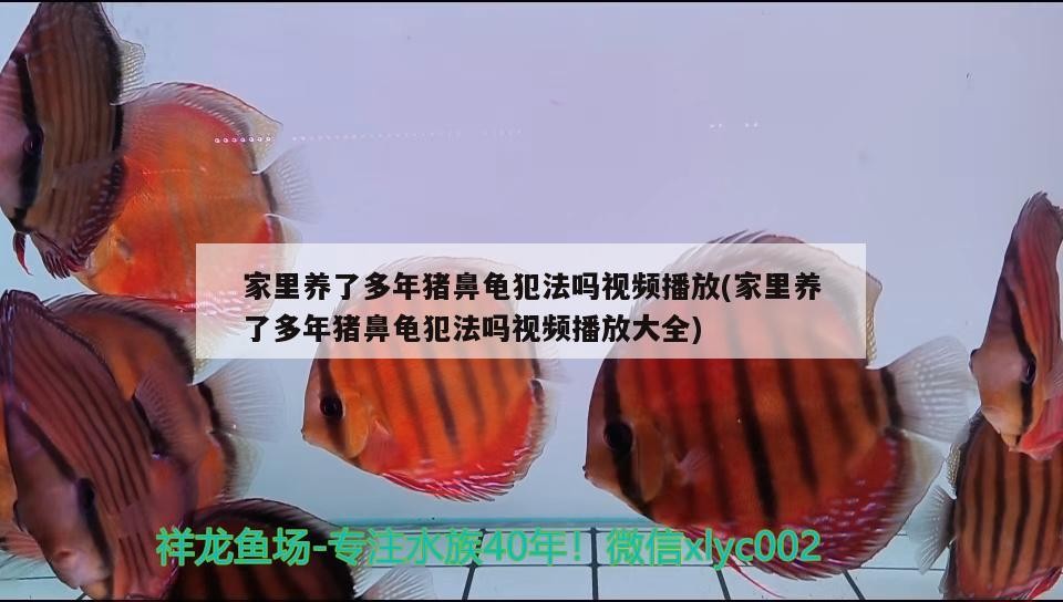 家里養(yǎng)了多年豬鼻龜犯法嗎視頻播放(家里養(yǎng)了多年豬鼻龜犯法嗎視頻播放大全)