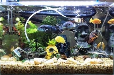 搬家搬魚(yú)缸有什么說(shuō)法沒(méi)：大型魚(yú)缸搬遷注意事項(xiàng)大型魚(yú)缸安裝需要注意事項(xiàng)