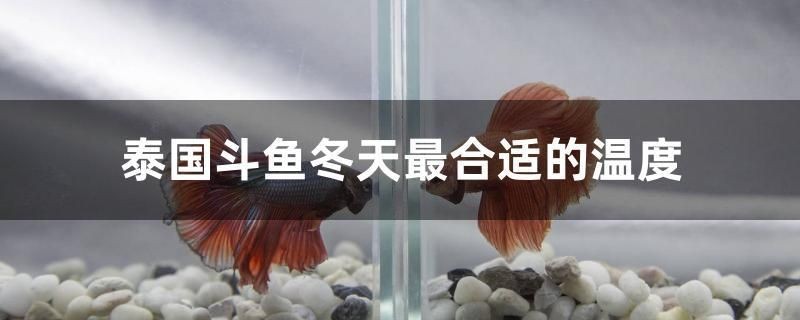 泰國斗魚冬天最合適的溫度