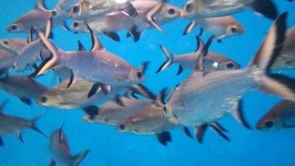 鯧魚可以放魚缸里面養嗎：魚缸養殖注意事項魚缸養殖需要注意以下幾點