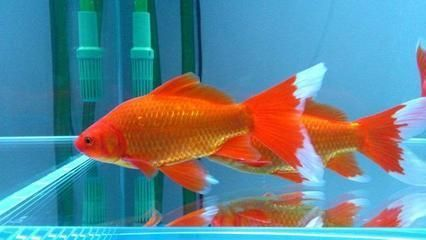 馬來西亞紅龍魚怎么馬蹄印這么深：紅龍魚的馬蹄印為什么如此深刻？