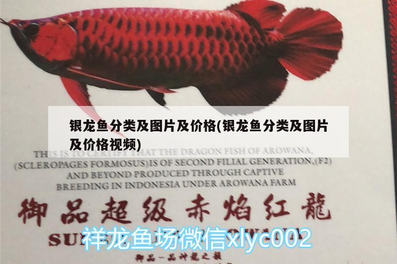 巨骨舌魚(yú) 銀龍魚(yú)分類及圖片及價(jià)格(銀龍魚(yú)分類及圖片及價(jià)格視頻) 銀龍魚(yú)百科 銀龍魚(yú)分類及圖片及價(jià)格(銀龍魚(yú)分類及圖片及價(jià)格視頻) 銀龍魚(yú)分類及圖片及價(jià)格(銀龍魚(yú)分類及圖片及價(jià)格視頻) 銀龍魚(yú)百科
