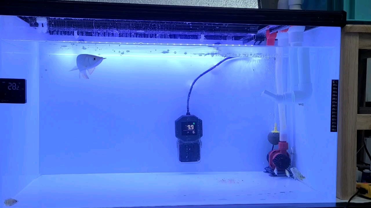 魟魚不愛游動的原因是什么意思：\"魟魚不愛游動的原因是什么意思 魟魚不愛游動的原因是什么意思：\"魟魚不愛游動的原因是什么意思 魟魚百科