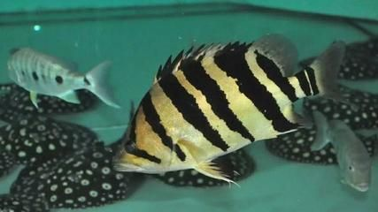 虎魚為什么變黑色：虎魚為什么會(huì)變黑色