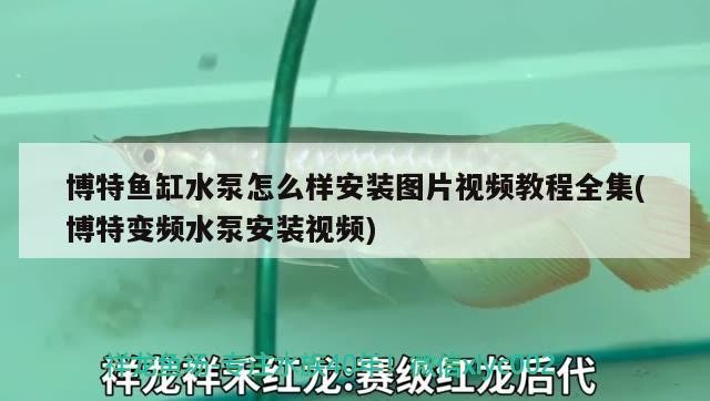 博特魚缸水泵怎么樣安裝圖片視頻教程全集(博特變頻水泵安裝視頻) 博特魚缸水泵怎么樣安裝圖片視頻教程全集(博特變頻水泵安裝視頻) 博特水族