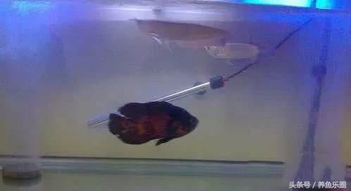 黑帝王魟魚繁殖成功率提升方法：如何提高黑帝王魟魚的繁殖成功率