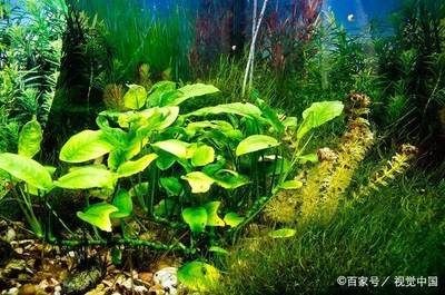 大魚缸魚便便怎么清理干凈：在清理大魚缸中的魚便時可以考慮以下幾種方法