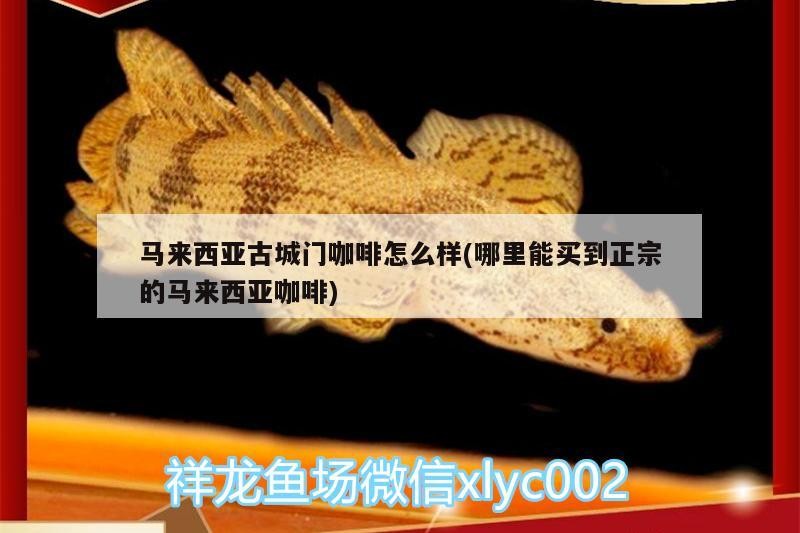 馬來西亞古城門咖啡怎么樣(哪里能買到正宗的馬來西亞咖啡) 馬來西亞古城門咖啡怎么樣(哪里能買到正宗的馬來西亞咖啡) 馬來西亞咖啡