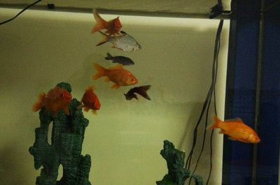對魚缸飼養(yǎng)魚的數(shù)目：魚缸飼養(yǎng)數(shù)目對養(yǎng)魚的影響