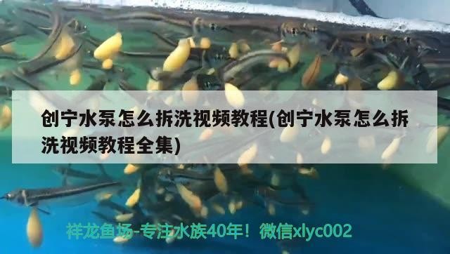 創寧水泵怎么拆洗視頻教程(創寧水泵怎么拆洗視頻教程全集) 創寧水泵怎么拆洗視頻教程(創寧水泵怎么拆洗視頻教程全集) 創寧水族