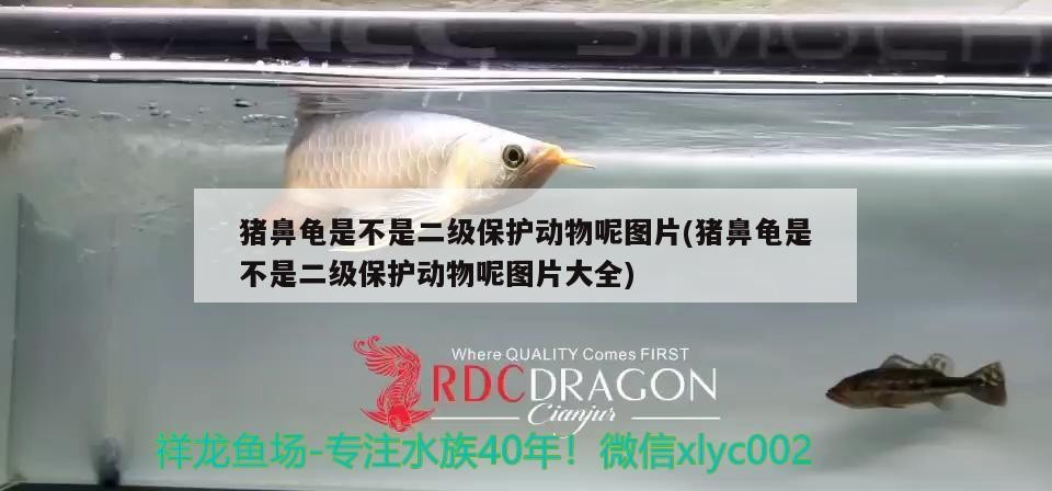 豬鼻龜是不是二級(jí)保護(hù)動(dòng)物呢圖片(豬鼻龜是不是二級(jí)保護(hù)動(dòng)物呢圖片大全) 豬鼻龜是不是二級(jí)保護(hù)動(dòng)物呢圖片(豬鼻龜是不是二級(jí)保護(hù)動(dòng)物呢圖片大全) 豬鼻龜百科