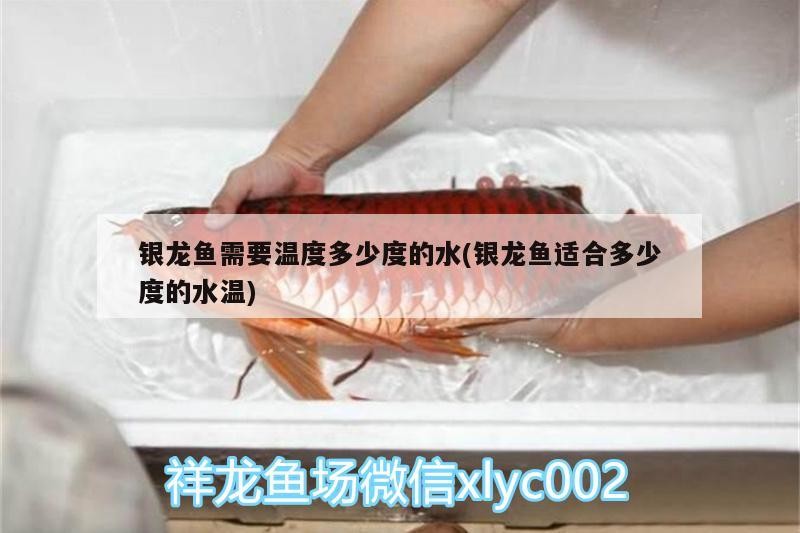 魚(yú)缸用增氧泵價(jià)格是多少:魚(yú)缸增氧機(jī)-xtrac增氧機(jī)-xtrac增氧機(jī) 銀龍魚(yú)需要溫度多少度的水(銀龍魚(yú)適合多少度的水溫) 銀龍魚(yú)百科 銀龍魚(yú)需要溫度多少度的水(銀龍魚(yú)適合多少度的水溫) 銀龍魚(yú)需要溫度多少度的水(銀龍魚(yú)適合多少度的水溫) 銀龍魚(yú)百科