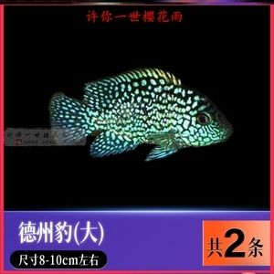 黑白皇冠魟魚燈照：黑白皇冠魟魚燈照的養護措施是一項重要的養護措施