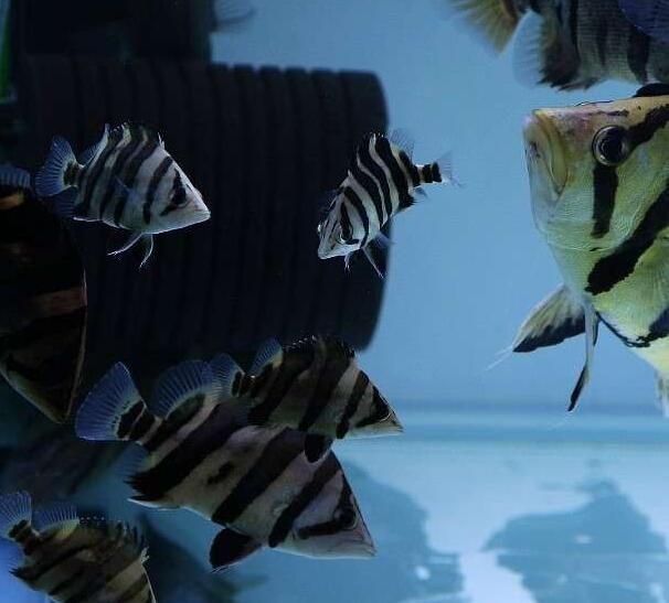 虎魚用高錳酸鉀行嗎：虎魚使用高錳酸鉀行嗎