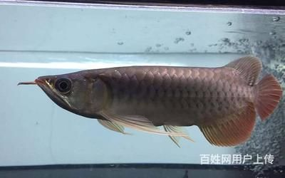 丹東龍魚vs祥龍魚場（丹東龍魚與祥龍魚場的區別）