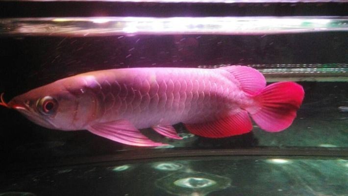 紅龍魚怎么區分級別的：紅龍魚的品種及種類