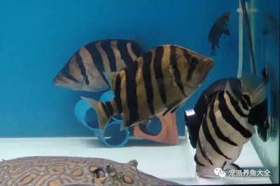 虎魚年齡：判斷虎魚年齡并非易事