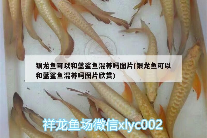 銀龍魚可以和藍鯊魚混養嗎圖片(銀龍魚可以和藍鯊魚混養嗎圖片欣賞)