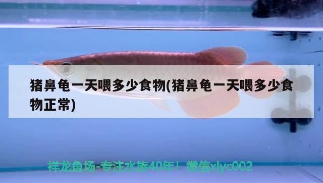 豬鼻龜一天喂多少食物(豬鼻龜一天喂多少食物正常)
