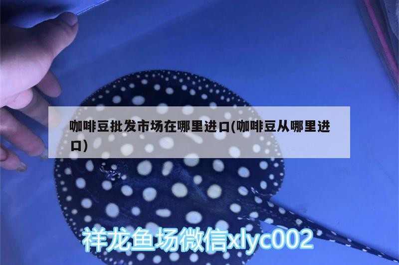 咖啡豆批發市場在哪里進口(咖啡豆從哪里進口)