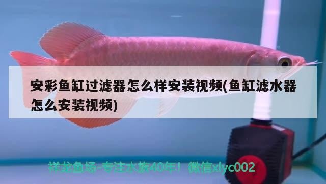 魚缸過濾網怎么安裝的(魚缸過濾網怎么用) 魚缸過濾網怎么安裝的(魚缸過濾網怎么用) 魟魚百科