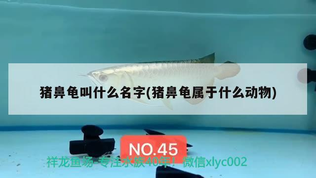 豬鼻龜叫什么名字(豬鼻龜屬于什么動(dòng)物)
