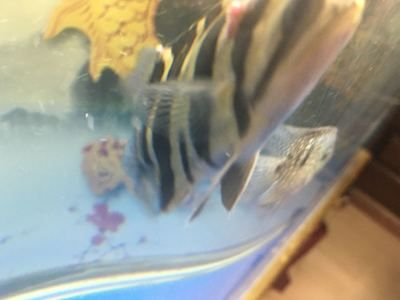 虎魚身上起軟疙瘩：虎魚身上起軟疙瘩怎么辦