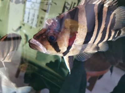 虎魚身上起軟疙瘩：虎魚身上起軟疙瘩怎么辦
