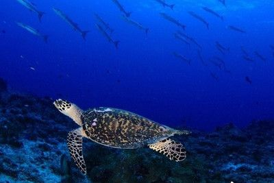 魟魚生長緩慢的原因有哪些：魟魚生長緩慢的原因