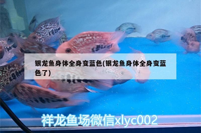 銀龍魚身體全身變藍色(銀龍魚身體全身變藍色了)
