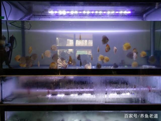 魚缸過濾器選購指南:自制魚缸過濾器魚缸上置過濾器對于養(yǎng)魚愛好者的必備知識 魚缸的劃痕怎么處理掉(魚缸的劃痕怎么處理掉呢) 魚缸百科 魚缸的劃痕怎么處理掉(魚缸的劃痕怎么處理掉呢) 魚缸的劃痕怎么處理掉(魚缸的劃痕怎么處理掉呢) 魚缸百科