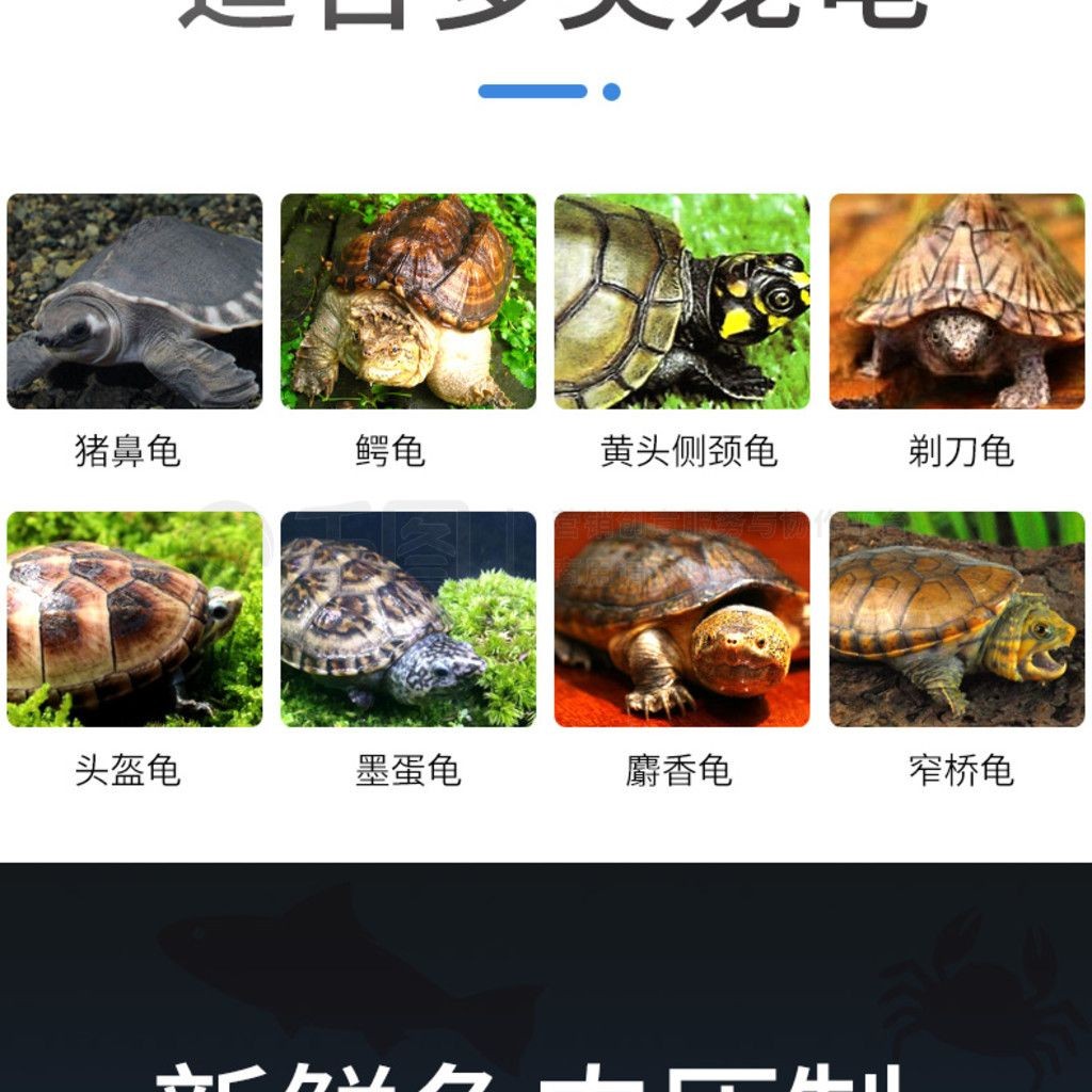 豬鼻龜成體多大正常：豬鼻龜成體的尺寸及飼養(yǎng)技巧及喂養(yǎng)技巧及喂養(yǎng)技巧
