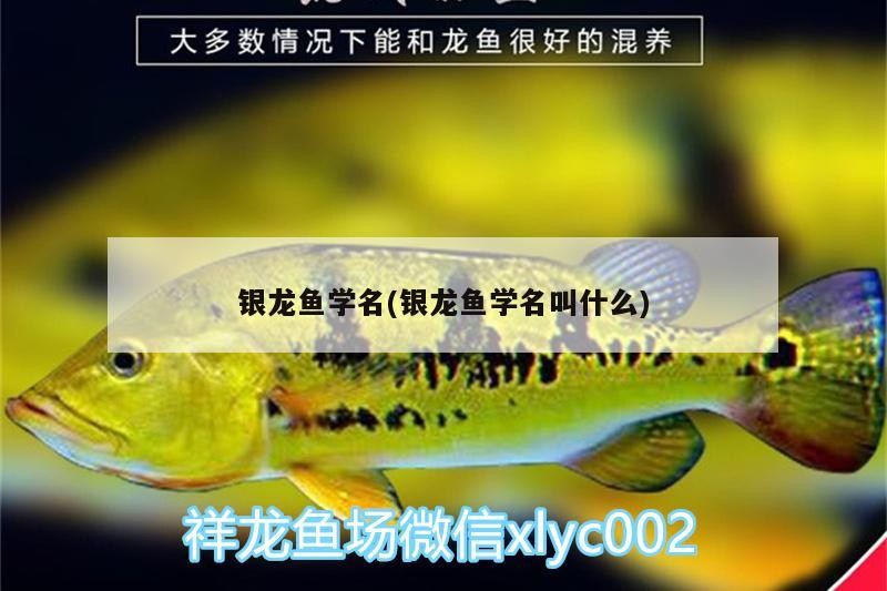 銀龍魚學(xué)名(銀龍魚學(xué)名叫什么) 銀龍魚學(xué)名(銀龍魚學(xué)名叫什么) 銀龍魚百科