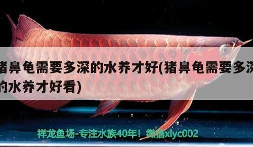 豬鼻龜需要多深的水養(yǎng)才好(豬鼻龜需要多深的水養(yǎng)才好看) 豬鼻龜需要多深的水養(yǎng)才好(豬鼻龜需要多深的水養(yǎng)才好看) 豬鼻龜百科