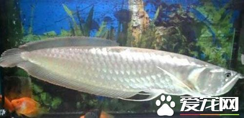 紅龍魚(yú)和銀龍魚(yú)混養(yǎng)打架嗎：探討紅龍魚(yú)和銀龍魚(yú)混養(yǎng)時(shí)，我們首先要了解這兩種習(xí)性和特性 紅龍魚(yú)和銀龍魚(yú)混養(yǎng)打架嗎：探討紅龍魚(yú)和銀龍魚(yú)混養(yǎng)時(shí)，我們首先要了解這兩種習(xí)性和特性 紅龍魚(yú)百科 第3張