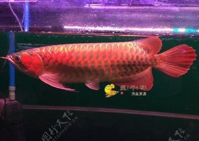 紅龍魚有名的漁場有哪些魚：探索紅龍魚四大漁場 紅龍魚有名的漁場有哪些魚：探索紅龍魚四大漁場 紅龍魚百科 第4張