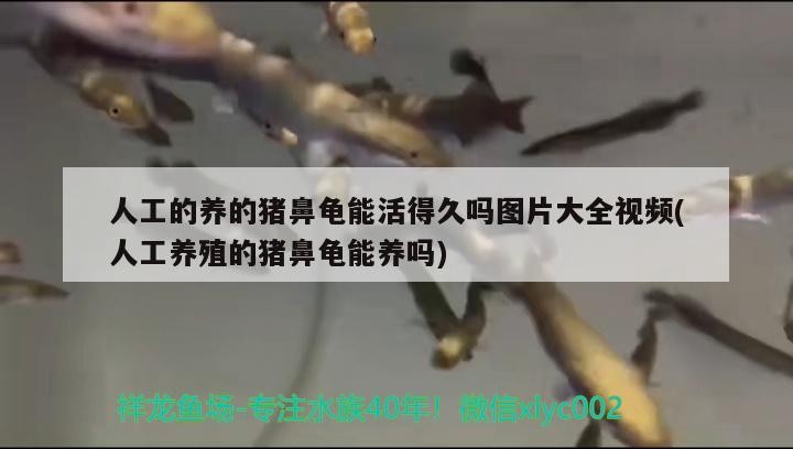 人工的養的豬鼻龜能活得久嗎圖片大全視頻(人工養殖的豬鼻龜能養嗎)